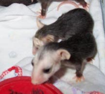 Opossums