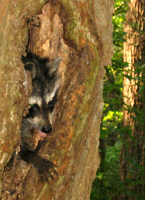 Rocky raccoon at home